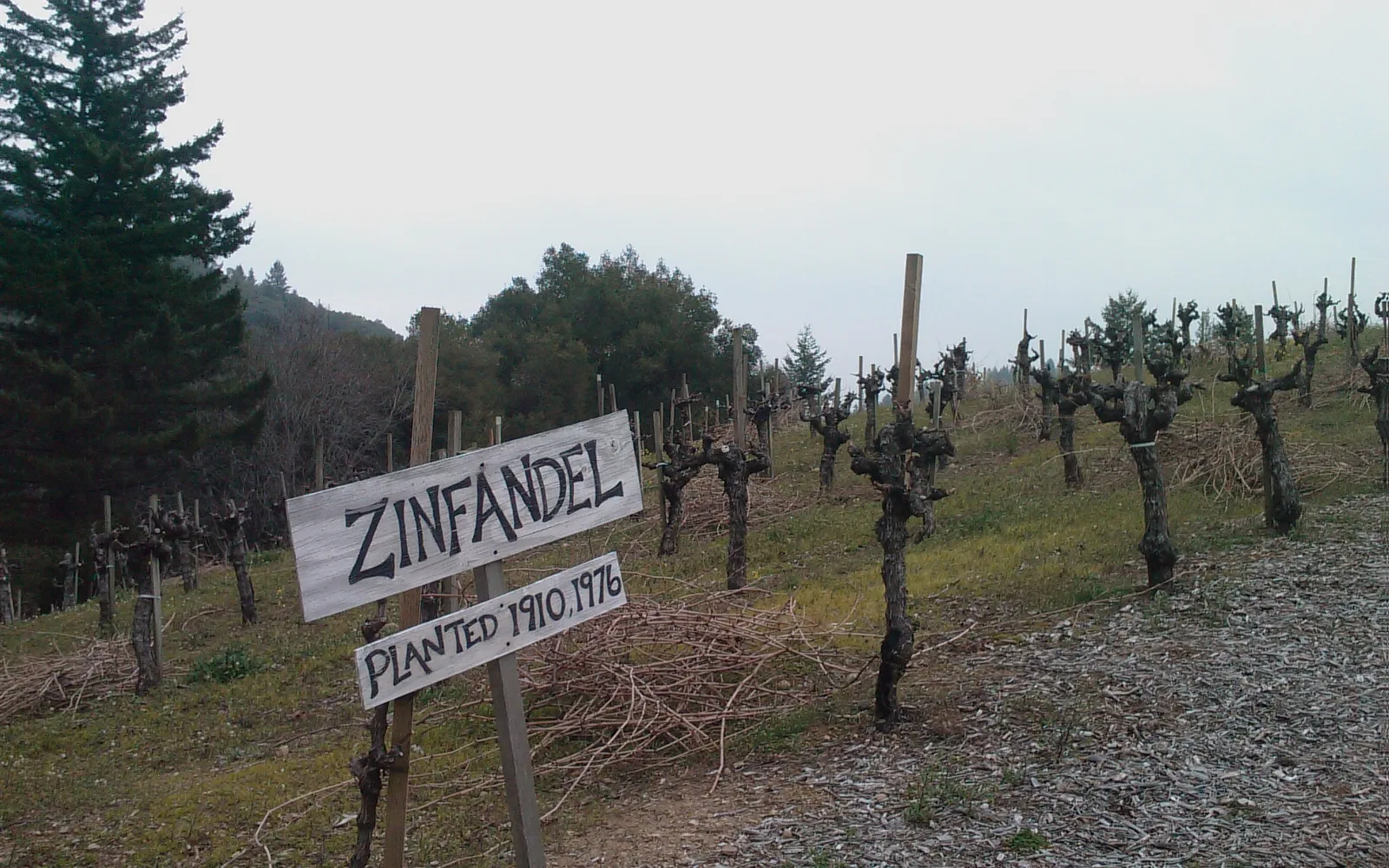 Zinfandel vineyard rows with ripening grapes in Saratoga, California